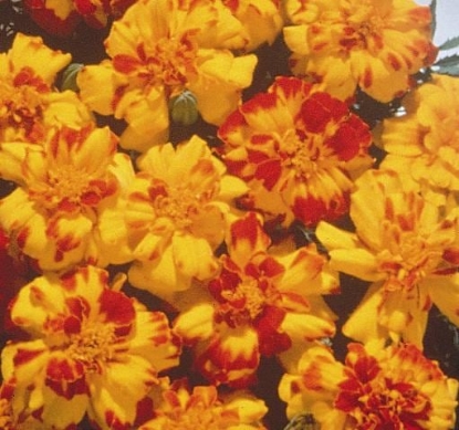 Picture of Marigold Safari Series - Bolero